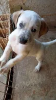 Cachorro raça SRD idade Abaixo de 2 meses nome TAPIOCA