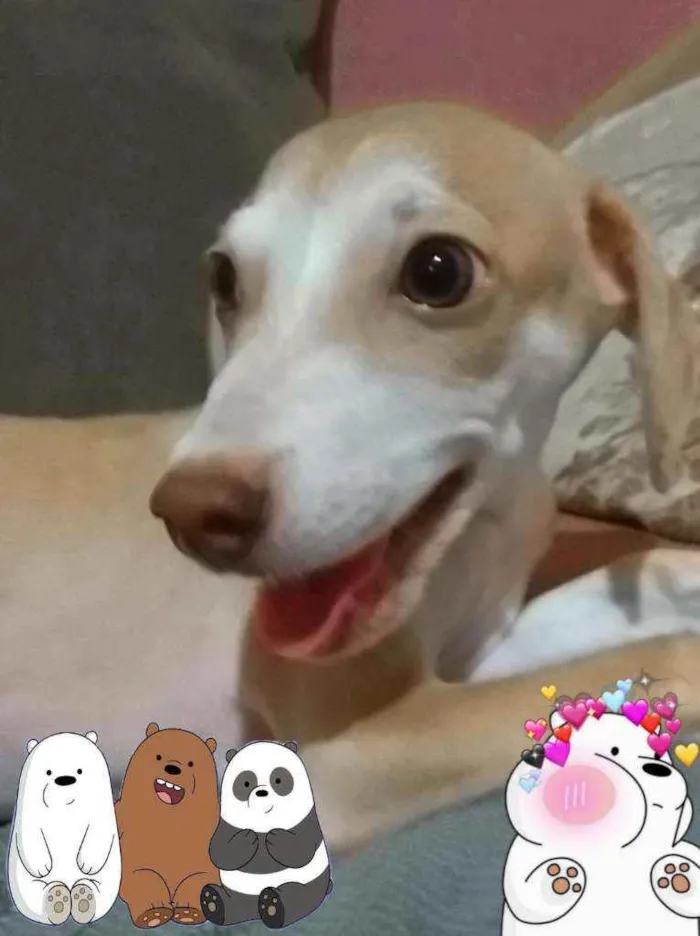 Cachorro raça RI idade 2 a 6 meses nome Polar