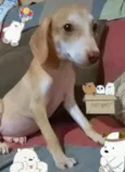 Polar