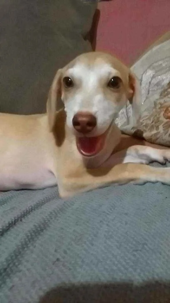 Cachorro raça RI idade 2 a 6 meses nome Polar