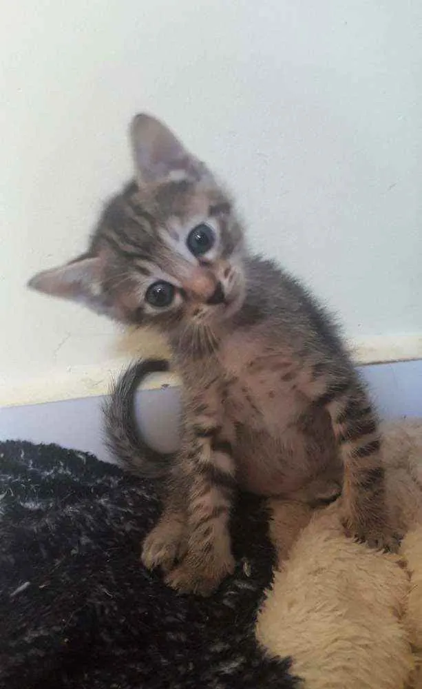 Gato raça Srd idade Abaixo de 2 meses nome Vida