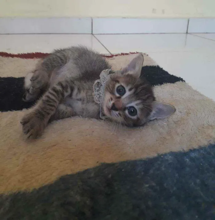 Gato raça Srd idade Abaixo de 2 meses nome Vida