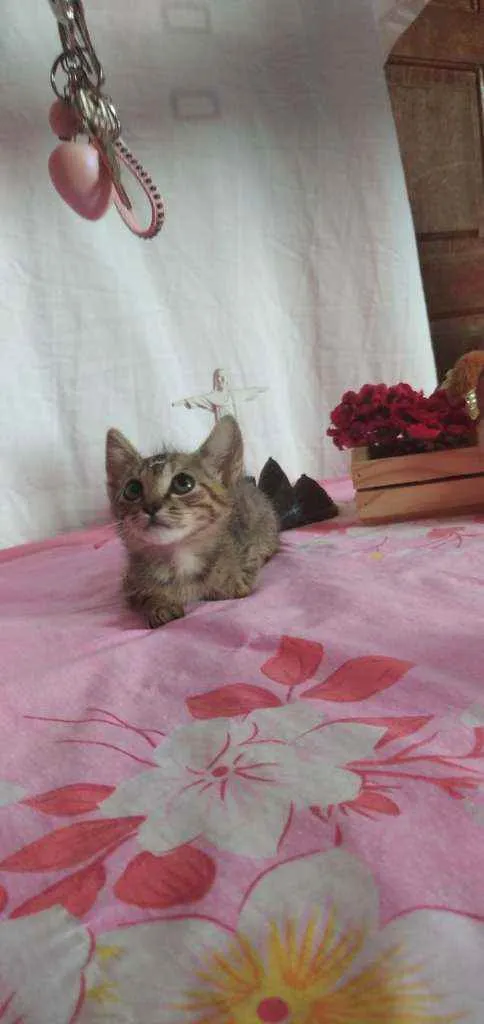 Gato raça Srd idade Abaixo de 2 meses nome Shanti
