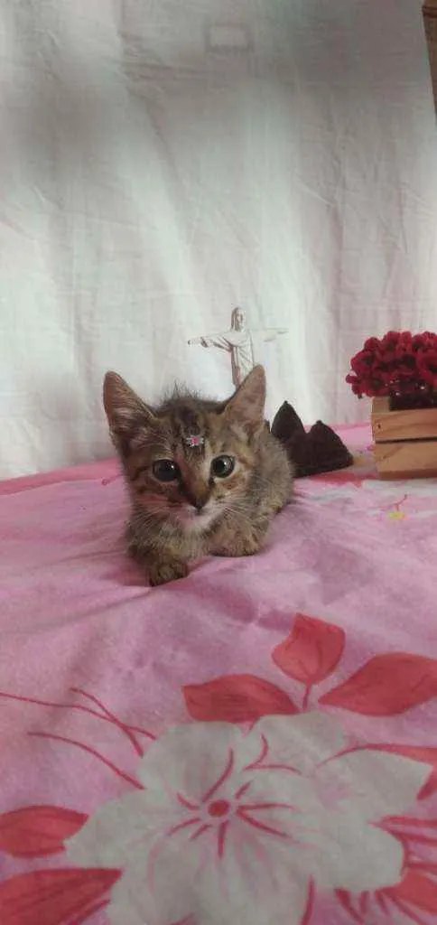 Gato raça Srd idade Abaixo de 2 meses nome Shanti