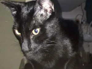 Gato raça Srd idade 2 a 6 meses nome Black