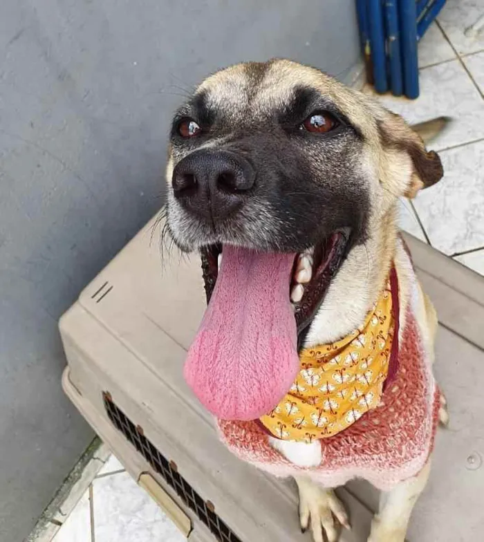 Cachorro raça Srd idade 1 ano nome Lolla