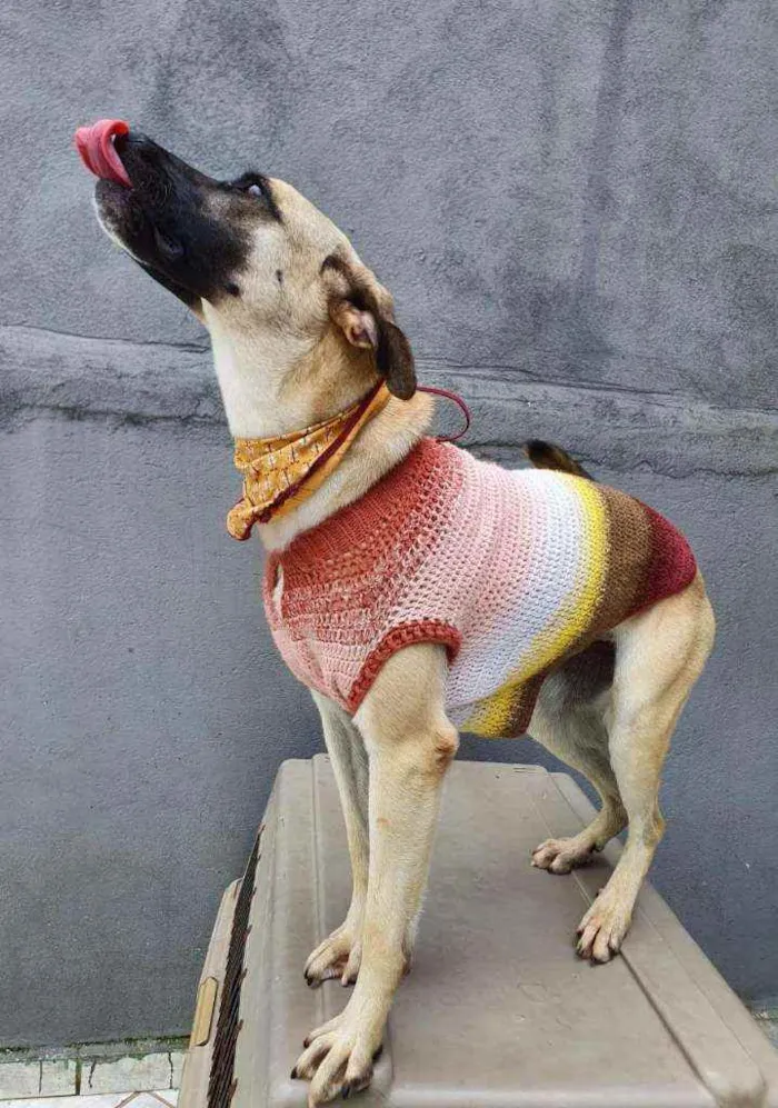 Cachorro raça Srd idade 1 ano nome Lolla