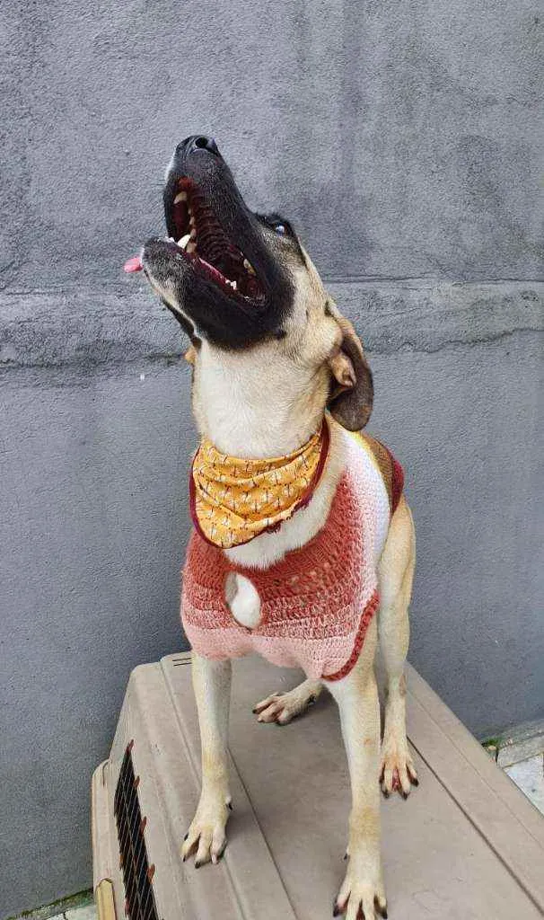 Cachorro raça Srd idade 1 ano nome Lolla