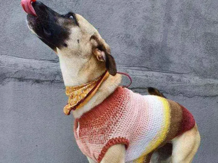 Cachorro raça Srd idade 1 ano nome Lolla