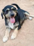 Cachorro raça SRD idade 1 ano nome PEDRINHO