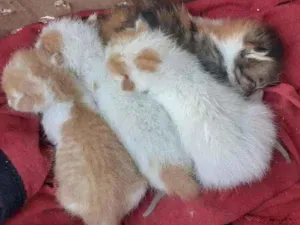 Gato raça  idade Abaixo de 2 meses nome Drake, Angelina