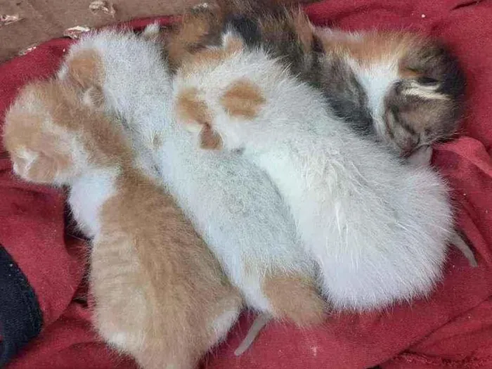 Gato raça  idade Abaixo de 2 meses nome Drake, Angelina