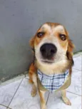 Cachorro raça Srd idade 7 a 11 meses nome Thor