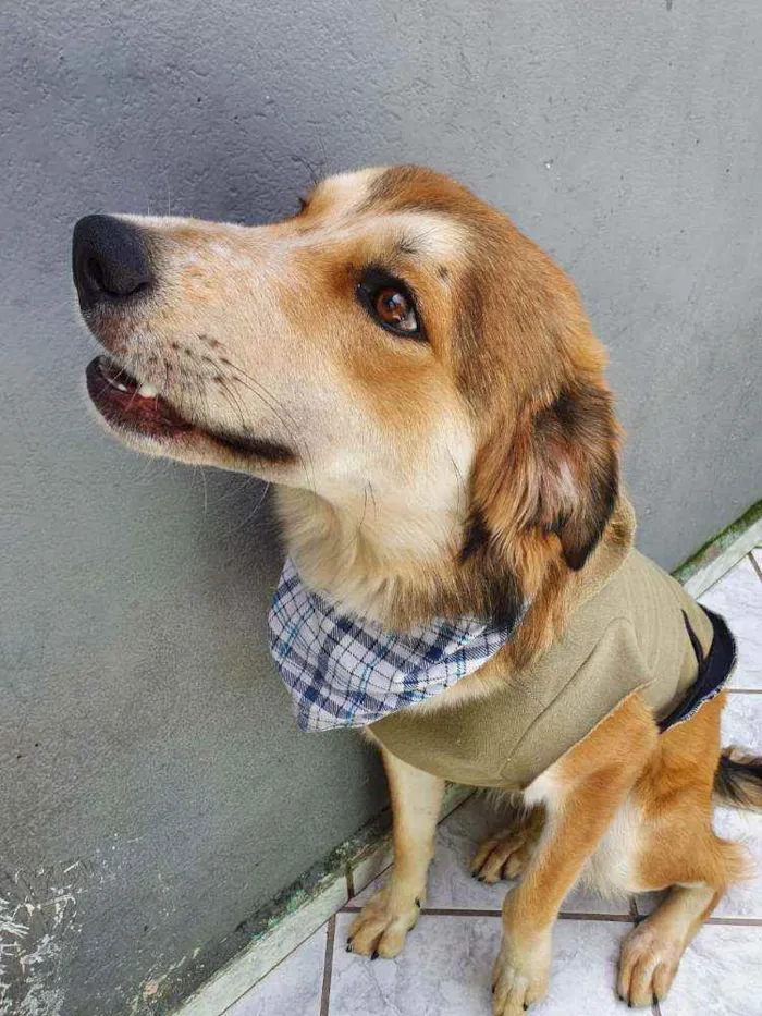 Cachorro raça Srd idade 7 a 11 meses nome Thor