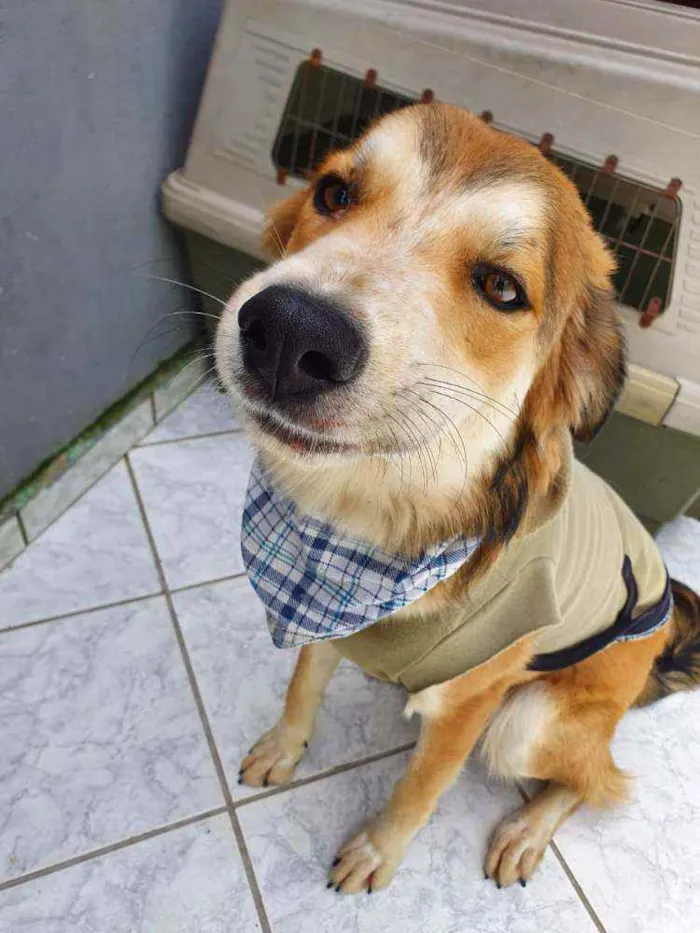 Cachorro raça Srd idade 7 a 11 meses nome Thor