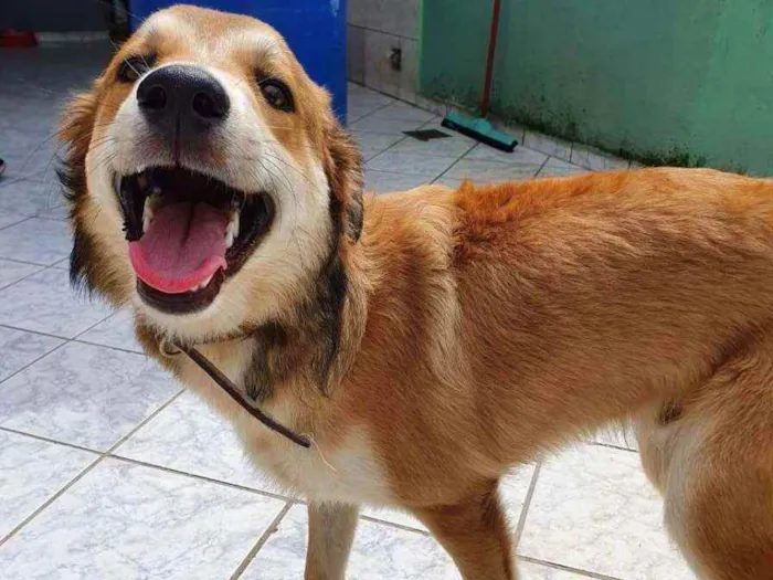 Cachorro raça Srd idade 7 a 11 meses nome Thor