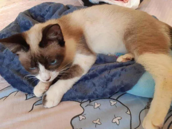 Gato raça Srd idade 2 a 6 meses nome Guaxi