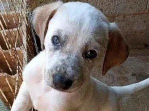 Cachorro raça SRD idade Abaixo de 2 meses nome TAPIOCA