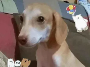 Cachorro raça RI idade 2 a 6 meses nome Polar