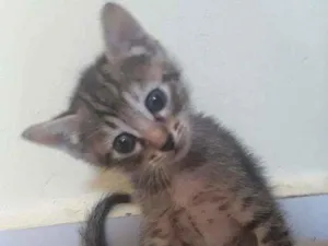 Gato raça Srd idade Abaixo de 2 meses nome Vida