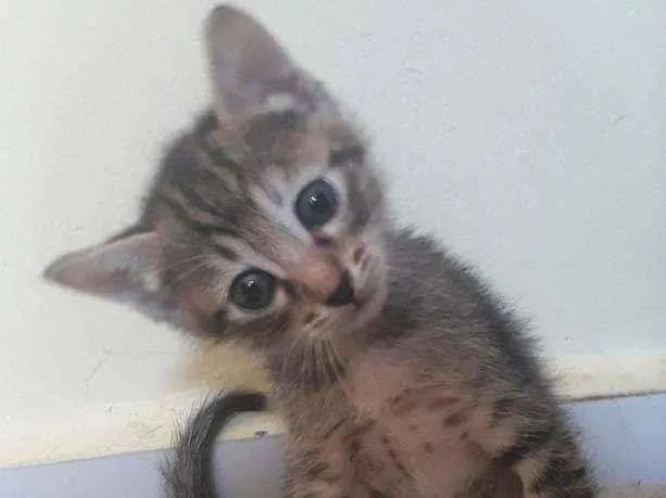 Gato raça Srd idade Abaixo de 2 meses nome Vida