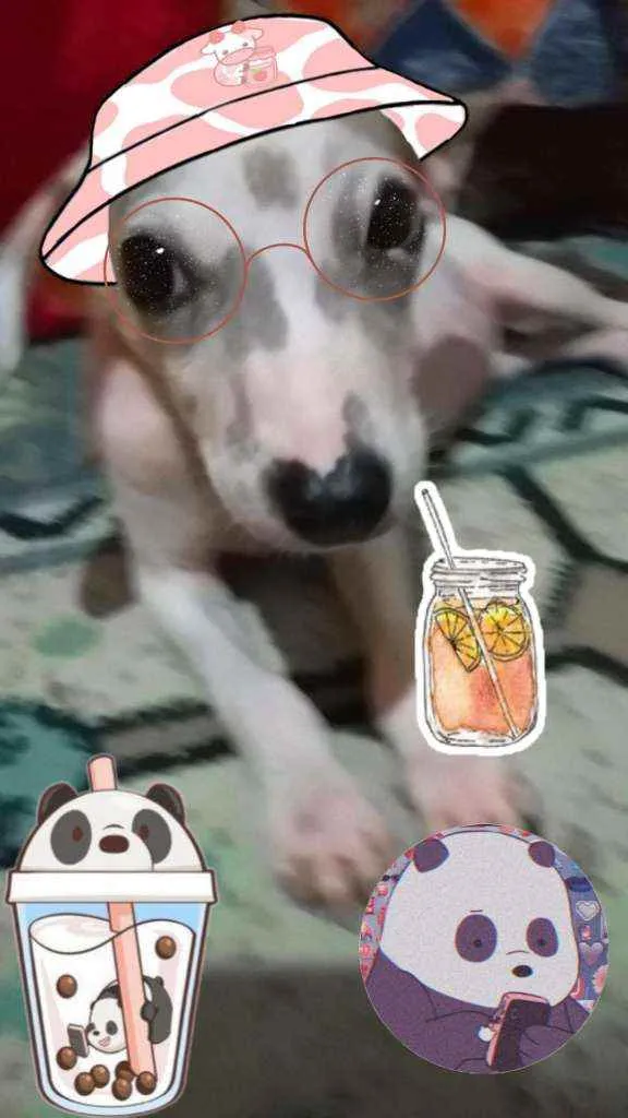 Cachorro raça RI idade 2 a 6 meses nome Panda