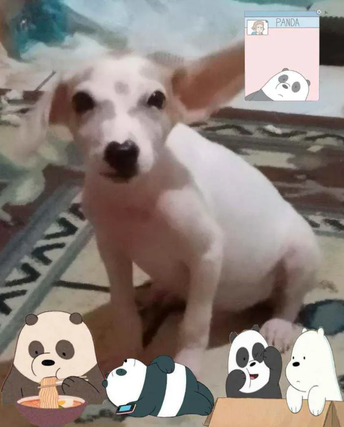 Cachorro raça RI idade 2 a 6 meses nome Panda