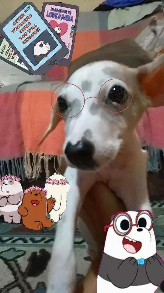 Cachorro raça RI idade 2 a 6 meses nome Panda