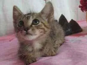 Gato raça Srd idade Abaixo de 2 meses nome Shanti