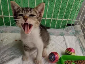 Gato raça Srd idade Abaixo de 2 meses nome Sissy