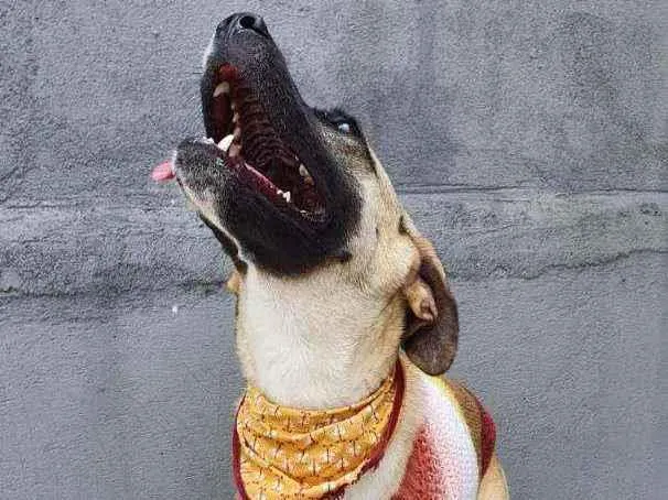 Cachorro raça Srd idade 1 ano nome Lolla