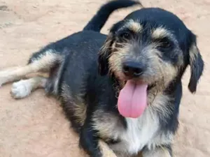 Cachorro raça SRD idade 1 ano nome PEDRINHO
