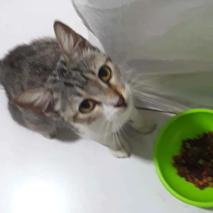 Gato ra a SRD idade 2 a 6 meses nome LÉA 
