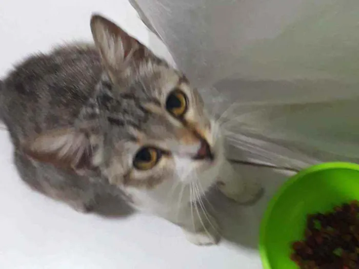 Gato ra a SRD idade 2 a 6 meses nome LÉA 