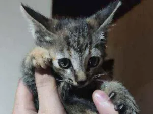 Gato raça Indefinido idade Abaixo de 2 meses nome Sem nome
