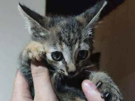 Gato ra a Indefinido idade Abaixo de 2 meses nome Sem nome