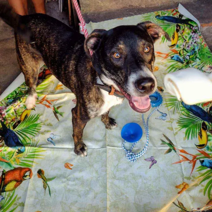 Cachorro raça Srd idade 1 ano nome Fred