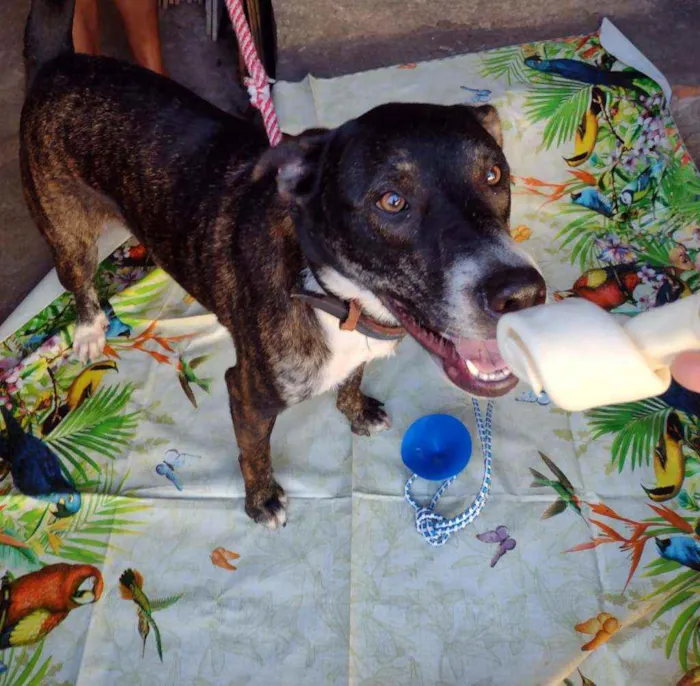 Cachorro raça Srd idade 1 ano nome Fred