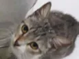LÉA 