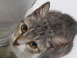 Gato raça SRD idade 2 a 6 meses nome LÉA 