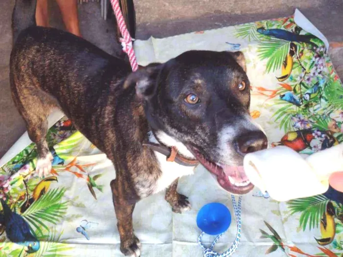 Cachorro raça Srd idade 1 ano nome Fred