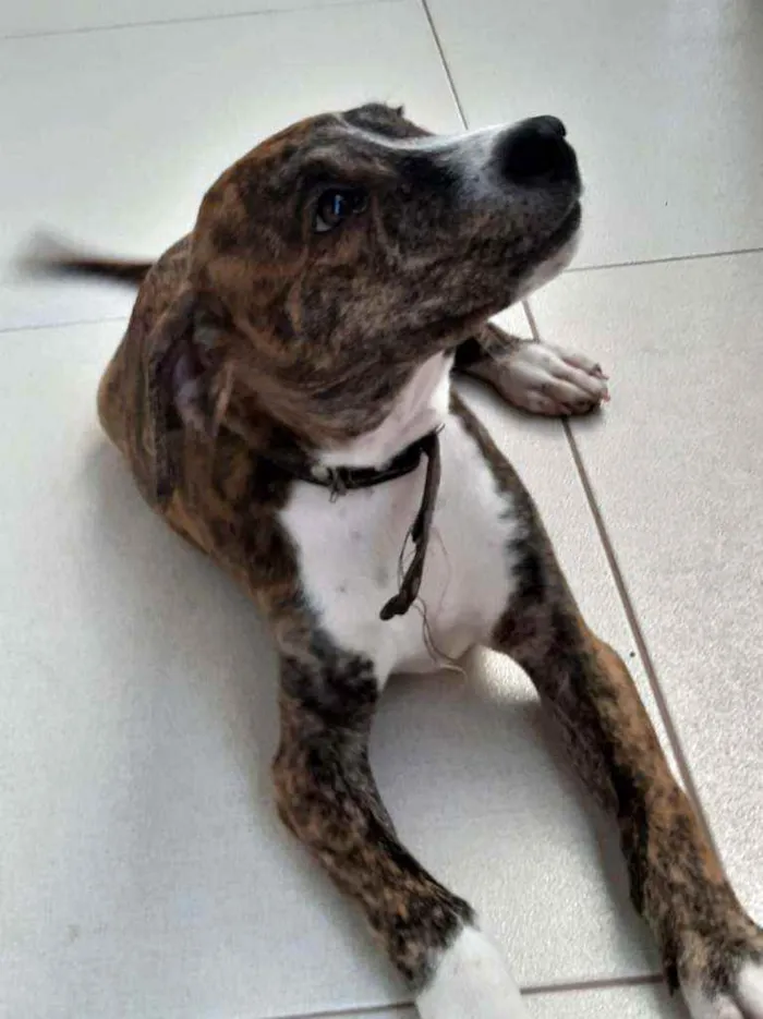 Cachorro ra a SRD idade 2 a 6 meses nome Plutão