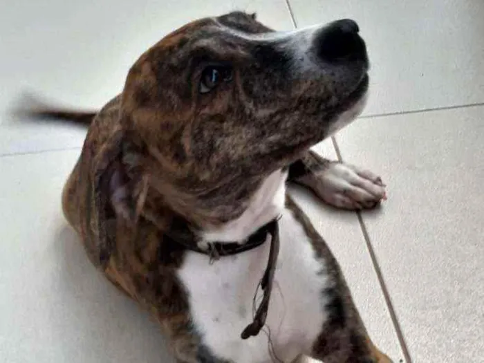 Cachorro ra a SRD idade 2 a 6 meses nome Plutão