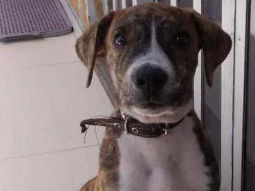 Cachorro ra a SRD idade 2 a 6 meses nome Plutão