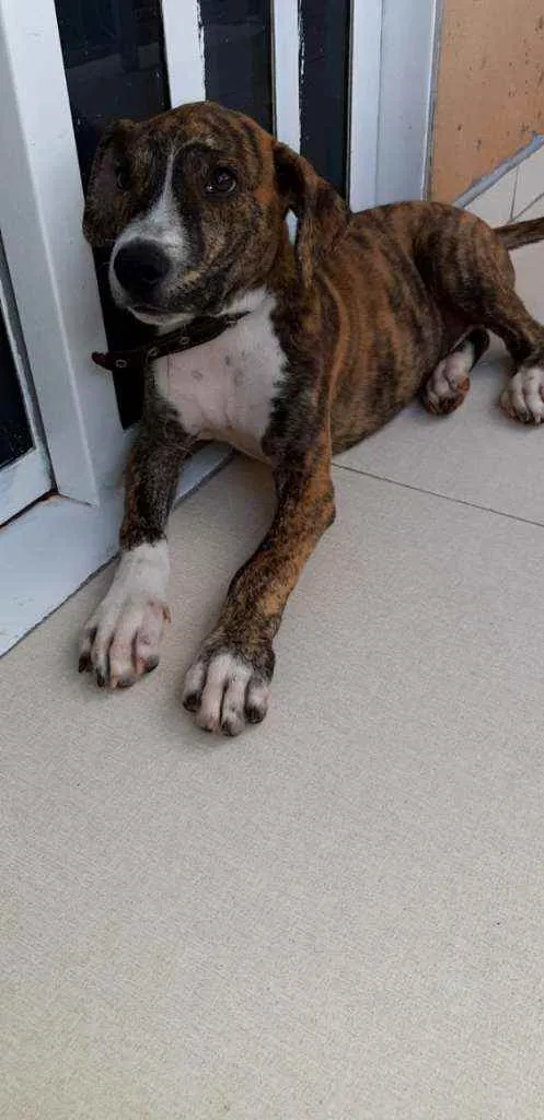 Cachorro ra a SRD idade 2 a 6 meses nome Plutão