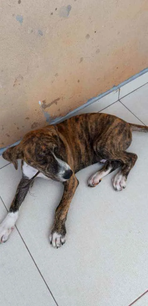 Cachorro ra a SRD idade 2 a 6 meses nome Plutão