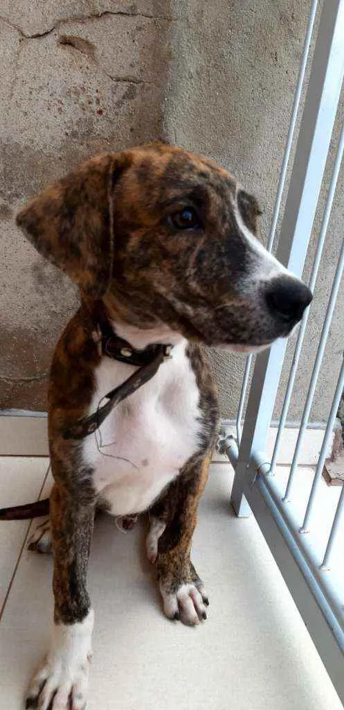 Cachorro ra a SRD idade 2 a 6 meses nome Plutão