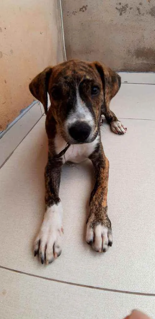 Cachorro ra a SRD idade 2 a 6 meses nome Plutão
