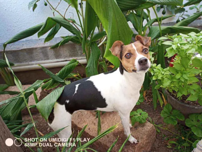 Cachorro ra a Fox Paulistinha idade 4 anos nome Cacau