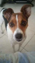 Cacau